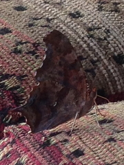 Polygonia interrogationis