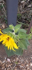 Helianthus annuus