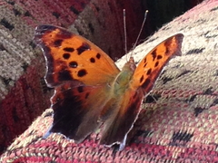 Polygonia interrogationis