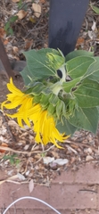 Helianthus annuus
