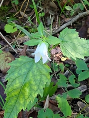 Campanula trachelium