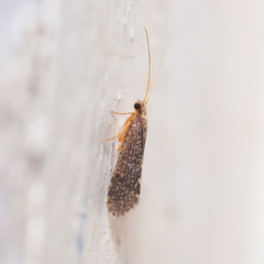 Polycentropodidae