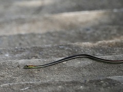 Dendrelaphis caudolineatus