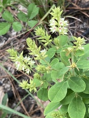 Lespedeza hirta