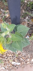 Helianthus annuus