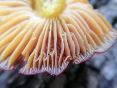 Hygrocybe punicea