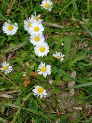 Bellis perennis