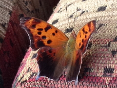 Polygonia interrogationis
