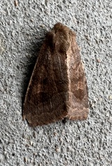 Noctuinae