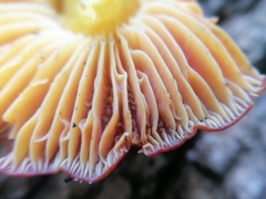 Hygrocybe punicea