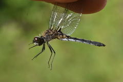 Leucorrhinia