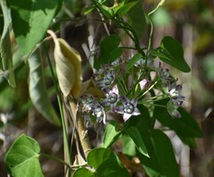 Funastrum cynanchoides
