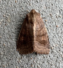 Noctuinae