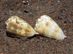 Conus arenatus