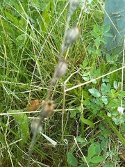Silene gallica