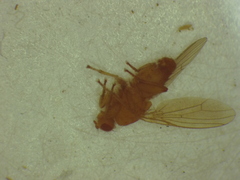 Heleomyzidae