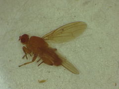 Heleomyzidae