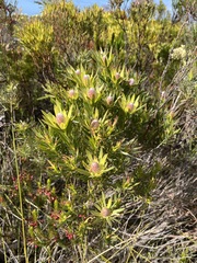 Leucadendron xanthoconus