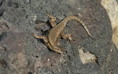 Sceloporus palaciosi