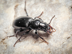 Pterostichus madidus
