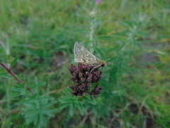 Polites subreticulata