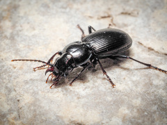 Pterostichus madidus