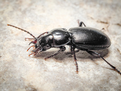 Pterostichus madidus