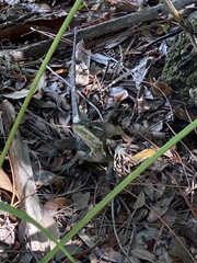 Basiliscus
