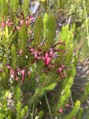 Erica plukenetii