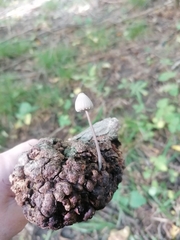 Panaeolus papilionaceus