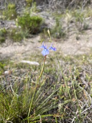 Moraea tripetala