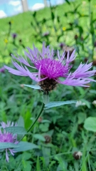 Centaurea oxylepis