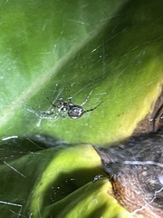 Zygiella x-notata