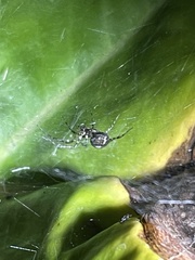 Zygiella x-notata