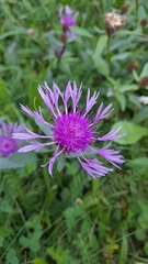 Centaurea oxylepis