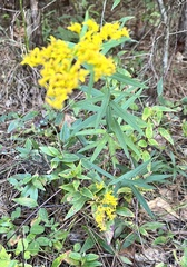 Solidago odora