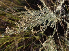 Artemisia maritima