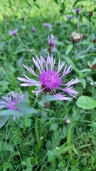 Centaurea oxylepis