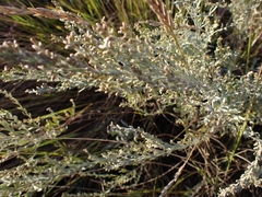 Artemisia maritima