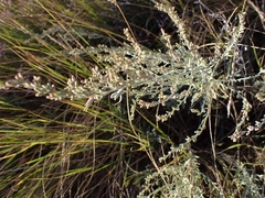 Artemisia maritima