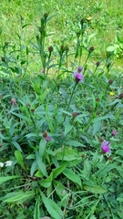Centaurea oxylepis