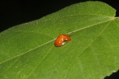 Charidotella tuberculata