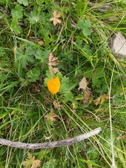 Crocus scharojanii