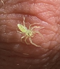 Lyssomanes viridis