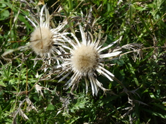 Carlina acaulis