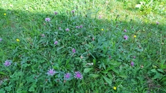 Centaurea oxylepis