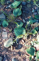 Eriospermum pubescens