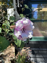 Datura metel