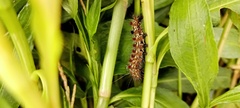 Acronicta insularis