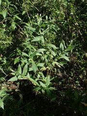 Symphyotrichum puniceum